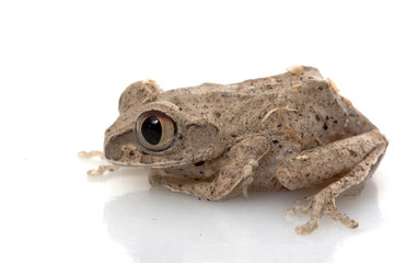 African Big Eyed Frog