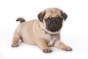 Pug puppy on white background