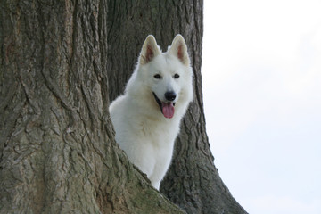 Obraz premium Berger Blanc Suisse sortant d'entre les arbres