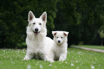 Adorable petite famille de Bergers Blancs