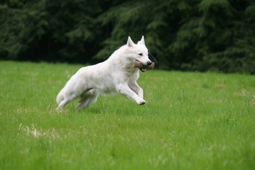 Berger Blanc Suisse courant à la campagne