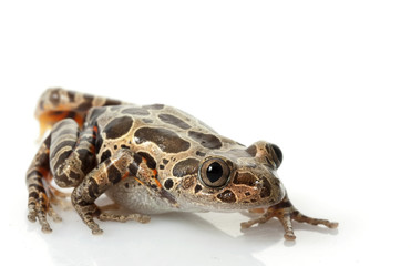 Tiger-Legged Walking Frog