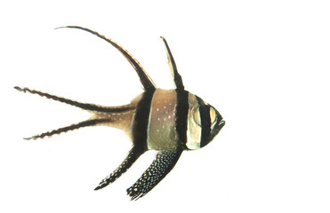 Bangaii Cardinal Fish