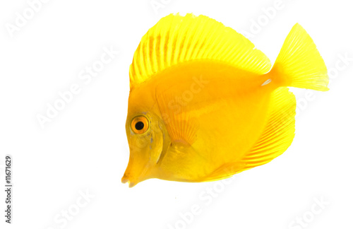 Yellow Tang Fish Stock Photo And Royalty Free Images On