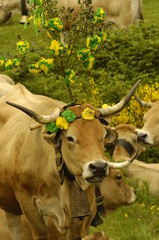 transhumance