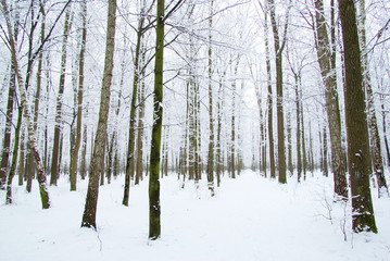 Fototapeta premium winter