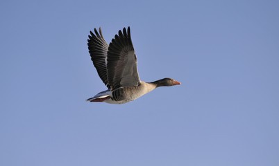 Gans im Flug