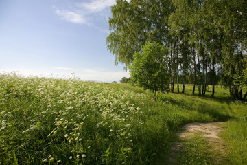Fototapeta premium Beautiful summer day. The midland nature