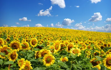 Crédence de cuisine en verre imprimé Tournesol tournesol