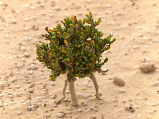 Vegetation in der Sandwüste