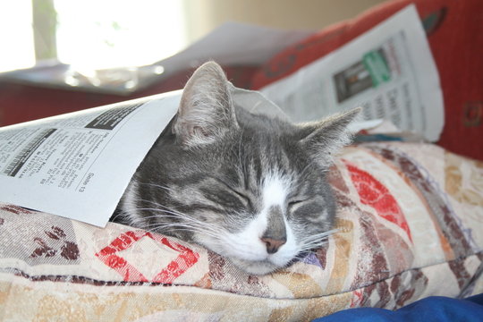 Mietzekatze