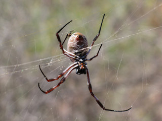 Spider