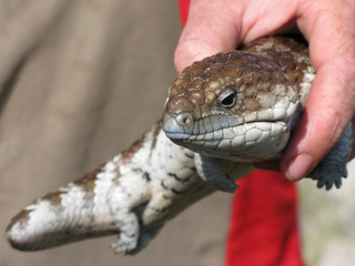 Fototapeta premium Shingleback Lizard