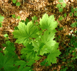 ahornblatt