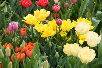 tulips