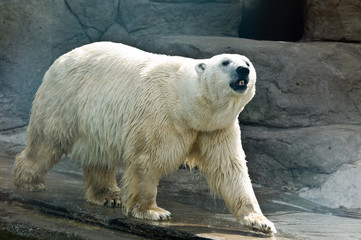 White Bear