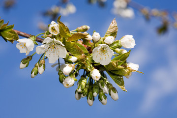 Cherry blossom.