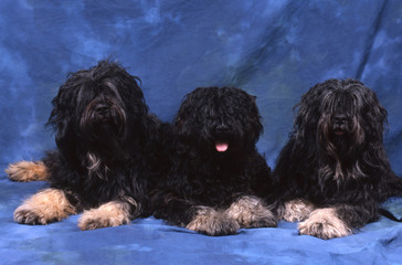 trio de bergers portugais en studio