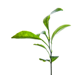 branch of green lemon leaves isolated on white