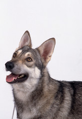 le regard attentif du saarloos wolfhound