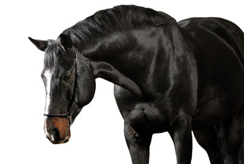 Dark horse on white background