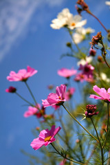 Small Spring Flowers