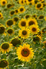Fototapeta premium Sun Flower Background