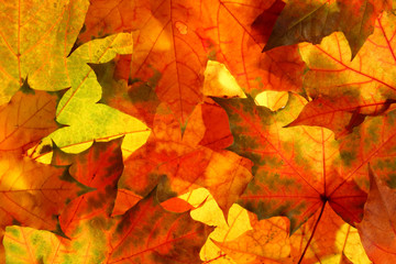 Naklejka na ściany i meble Colorful Maple leaves
