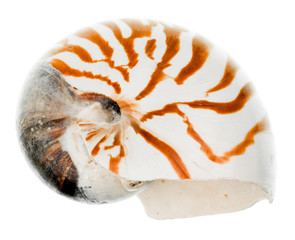 Nautilus shell