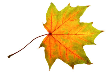 Colorful maple leaf