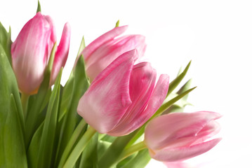 bouquet of the fresh pink tulips