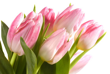 bouquet of the fresh pink tulips