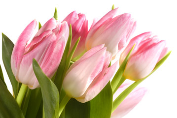 Fototapeta premium bouquet of the fresh pink tulips