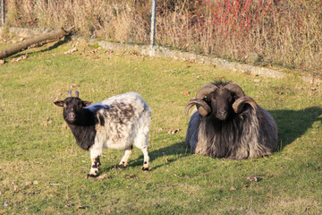Hammel und Ziege