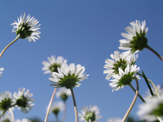 Obraz premium Gänseblume