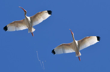 White ibis - obrazy, fototapety, plakaty