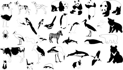 black-and-white animals