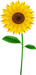 Single sunflower