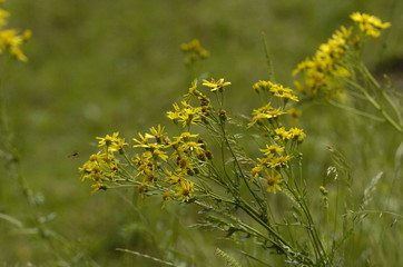 flore
