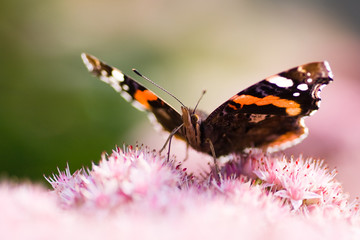 Red admiral