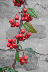 Red Berries