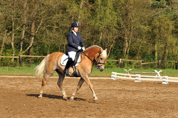 Pferde, Haflinger, Frau, Dressur