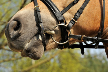 Pferd, Haflinger