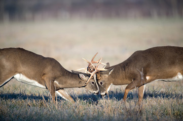 Whitetail deer fighting