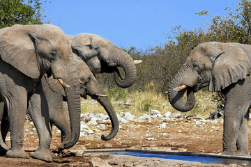 Elefanten beim Trinken © Kathrin39