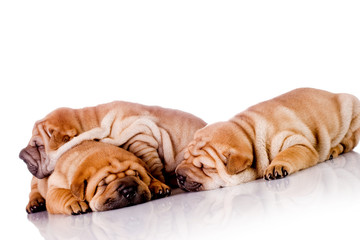 three Shar Pei baby dogs