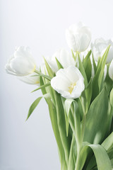 Fototapeta na wymiar White spring tulips