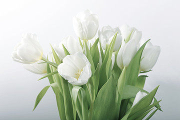 White spring tulips