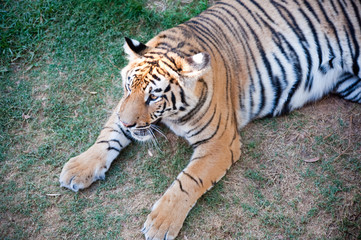 Young male tiger resting