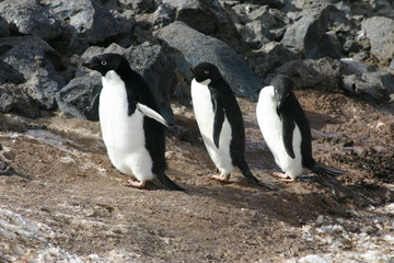 Obraz premium Penguin Trio